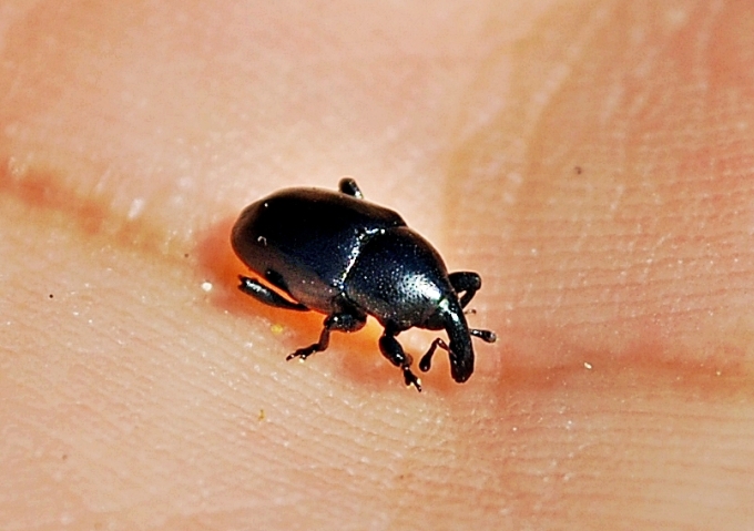 Curculionide da identificare: Malvaevora timida